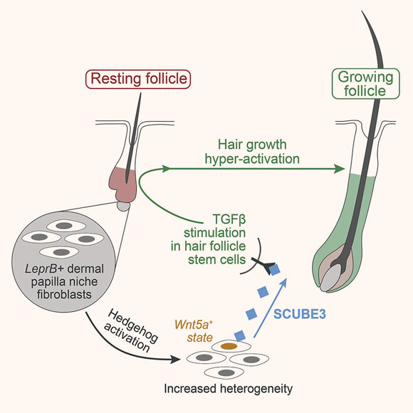 Diagram of SCUBE3 newly discovered hair growth molecule
